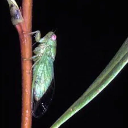 thumbnail for publication: Cicadas (of Florida), Neocicada hieroglyphica (Say), Tibicen, Diceroprocta and Cicadetta spp. (Insecta: Hemiptera: Cicadidae)
